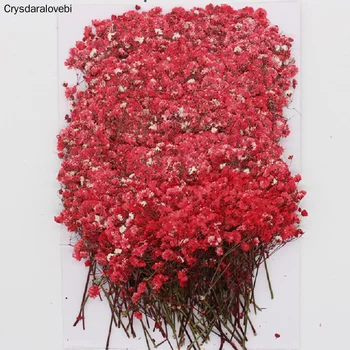 120 Kos Naravnih Gypsophila Posušeno Cvetje Majhne Rože, Šopek Suhega Cvetja Pritisnite Mini Dekorativni Fotografija Ozadje Dekor