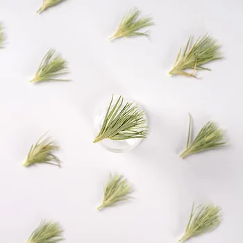 100 kozarcev Pritisnete Posušen Cvet Zeleno Travo Herbarij Za Nail Art Nakit Zaznamek Telefon Primeru Vabilo Kartice DIY 1