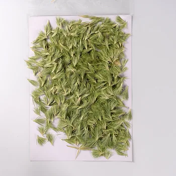 100 kozarcev Pritisnete Posušen Cvet Zeleno Travo Herbarij Za Nail Art Nakit Zaznamek Telefon Primeru Vabilo Kartice DIY 4